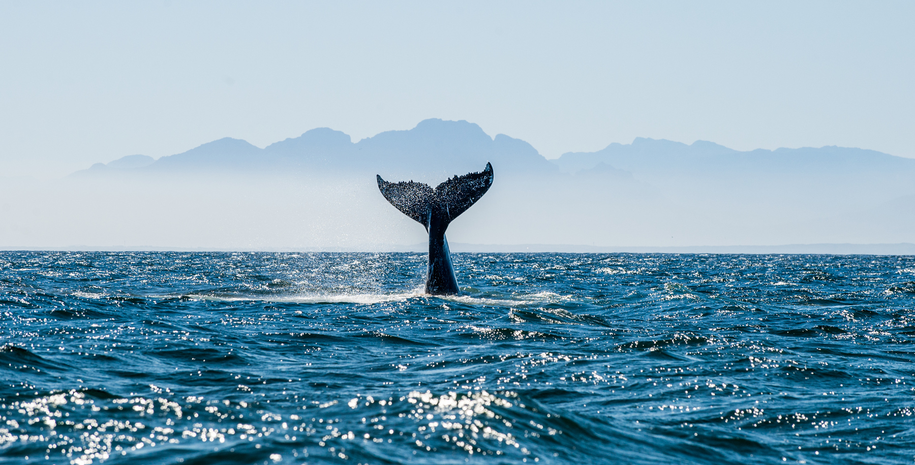 How to Make the Most of Whale Season in the Whitsundays
